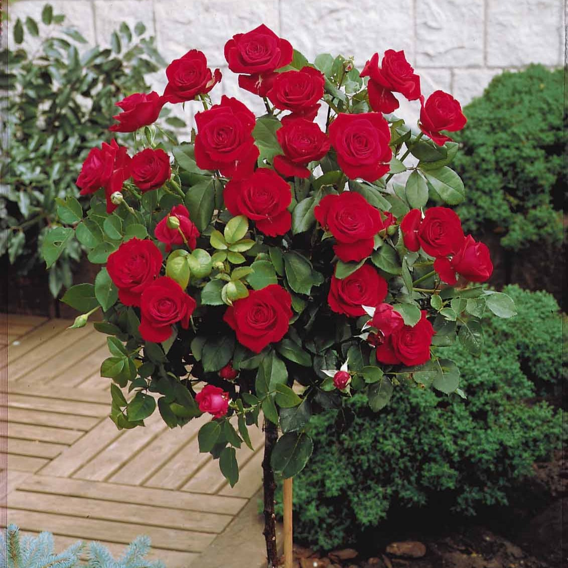 Rosier sur tige Dame de Coeur - Rosa dame de coeur - Bakker