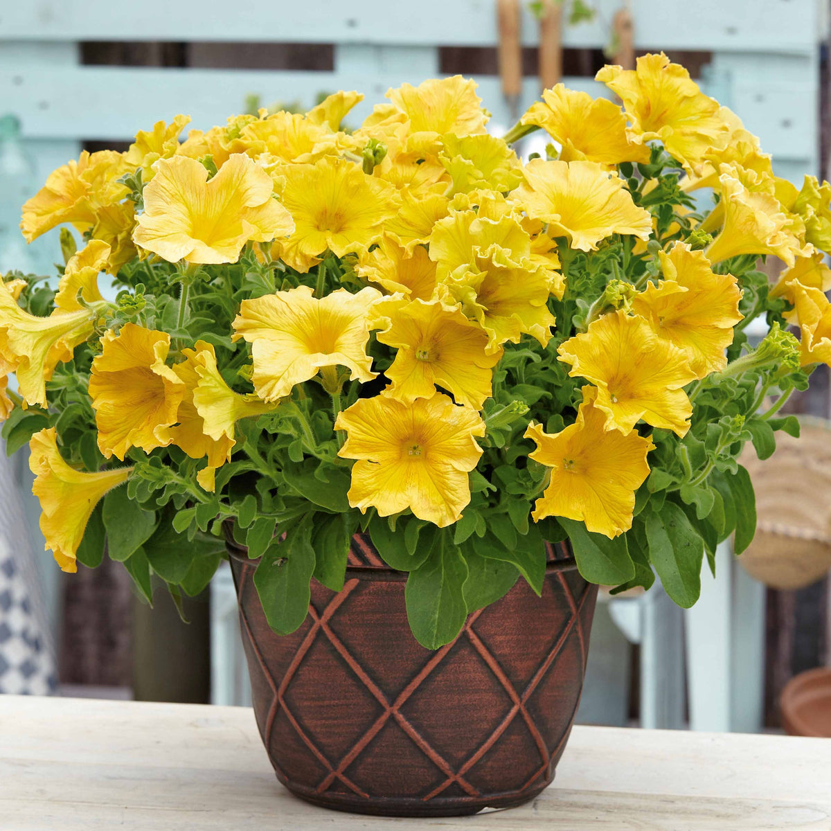Petunia Happy Giant Yellow - 3 Pétunias géants jaunes - Petunia et Calibrachoa