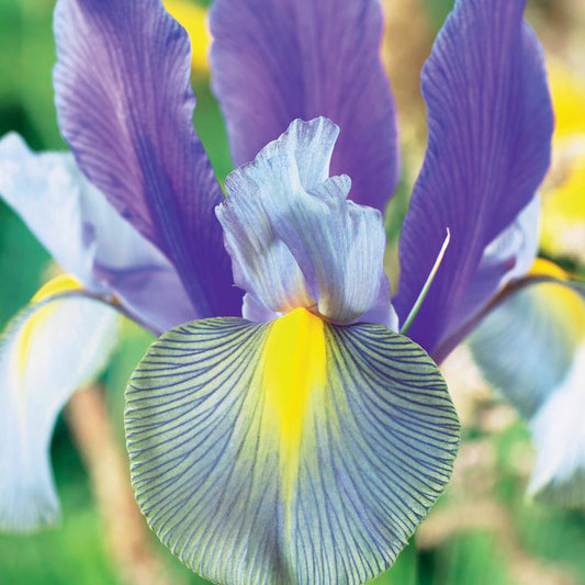 20 Iris de Hollande Mystic Beauty - Bakker