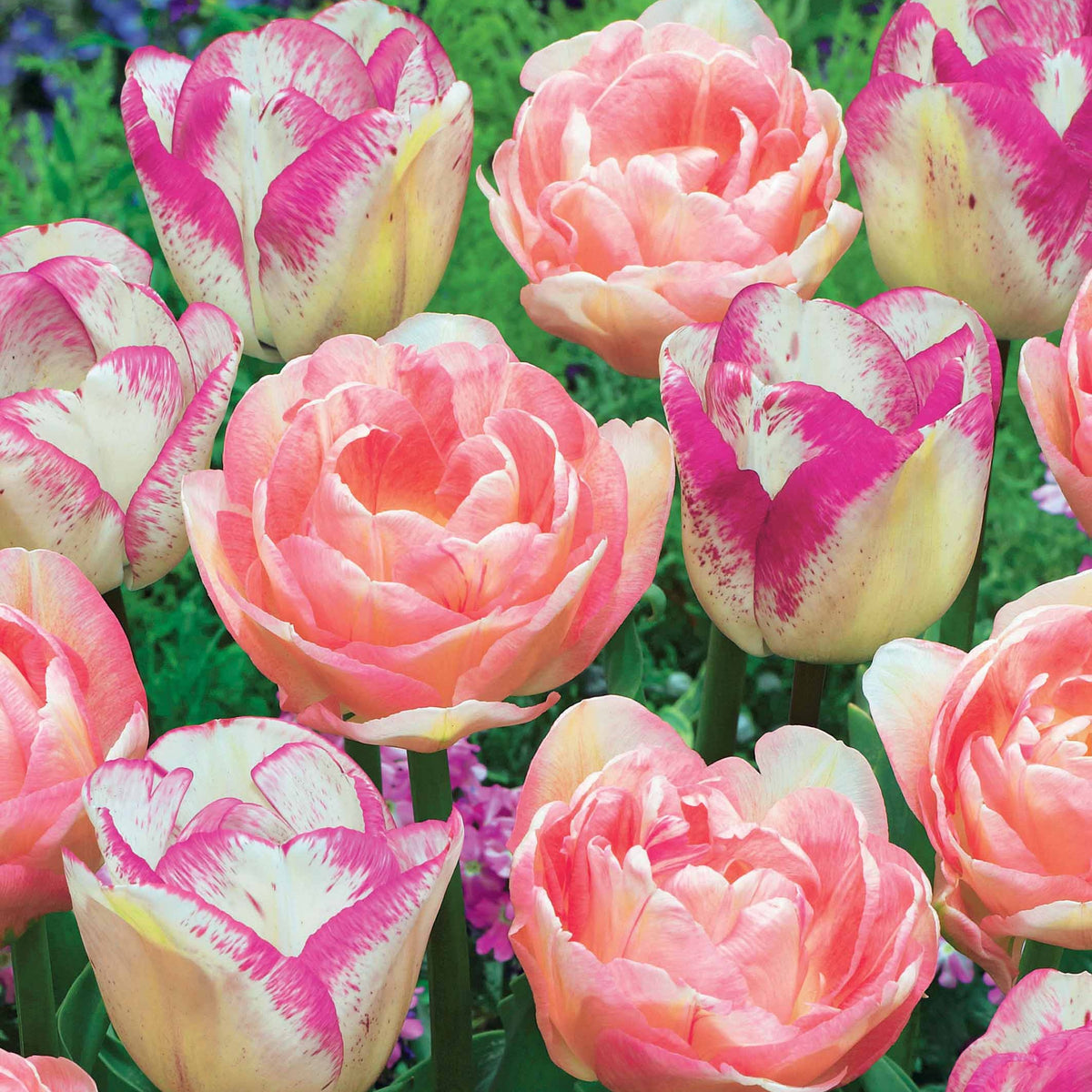 Collection de 20 Tulipes romantiques Angélique et Shirley - Tulipa angélique , double shirley - Bakker