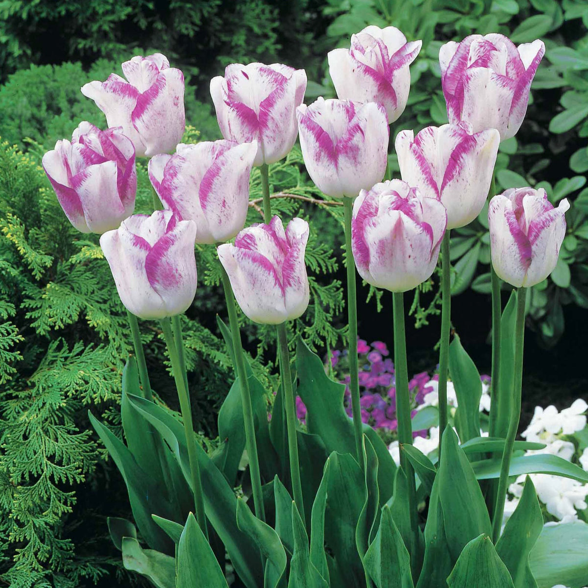 Tulipa angélique , double shirley - Collection de 20 Tulipes romantiques Angélique et Shirley - Bulbes de Tulipe