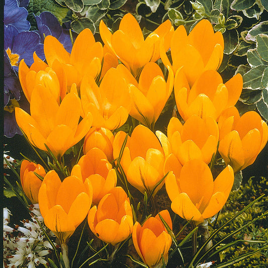 15 Crocus Mammouth jaune - Bakker
