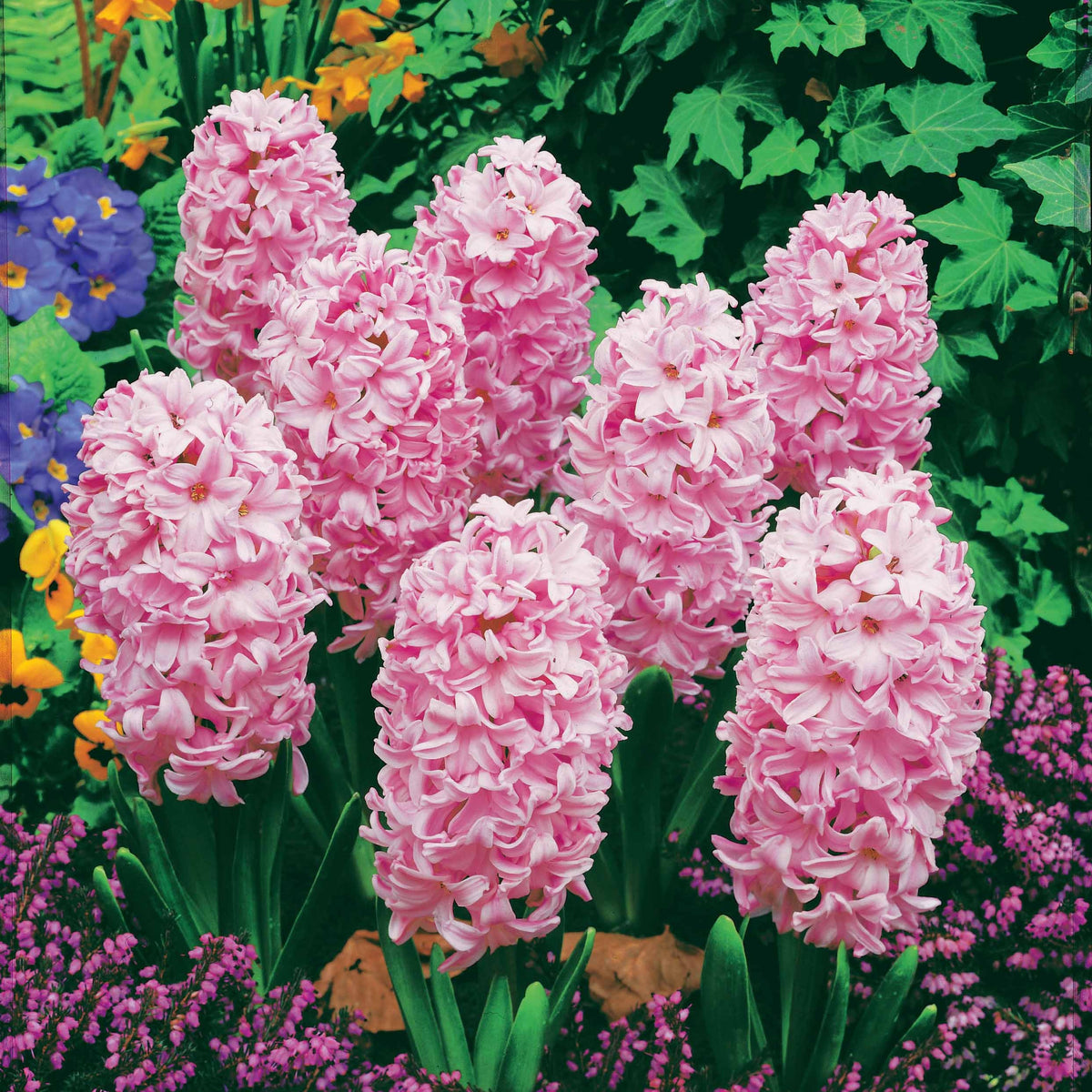 Hyacinthus orientalis - 3 Jacinthes roses - Bulbes de Jacinthe
