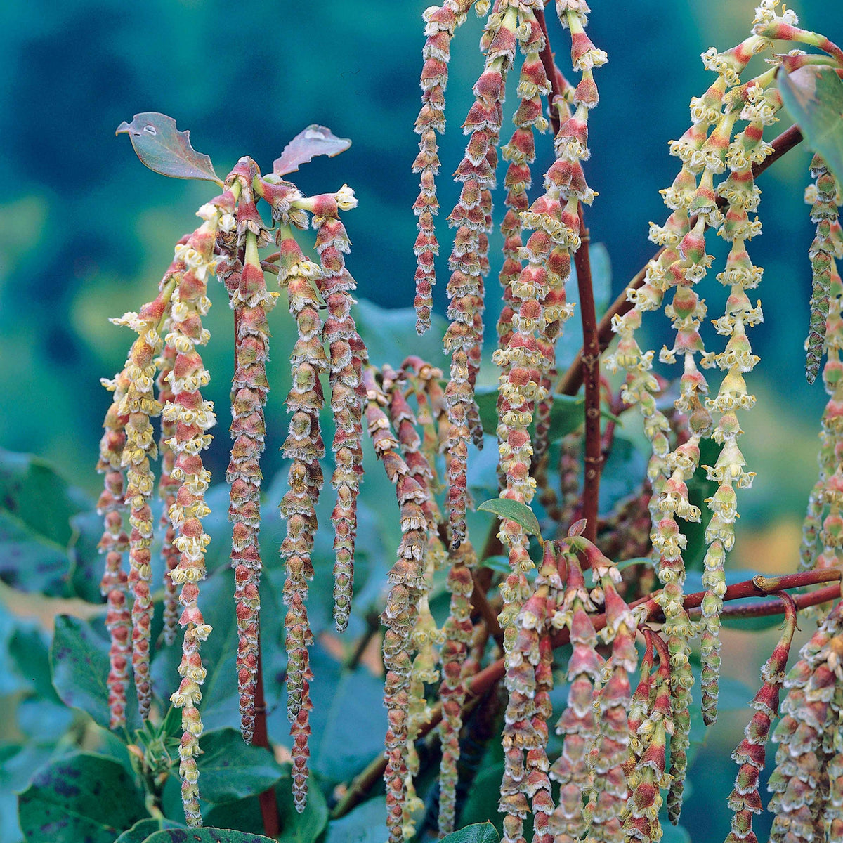 Garrya elliptica - Garrya - Plantes de terrasses et balcons