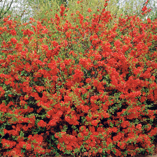 Cognassier à fleurs rouges - Bakker