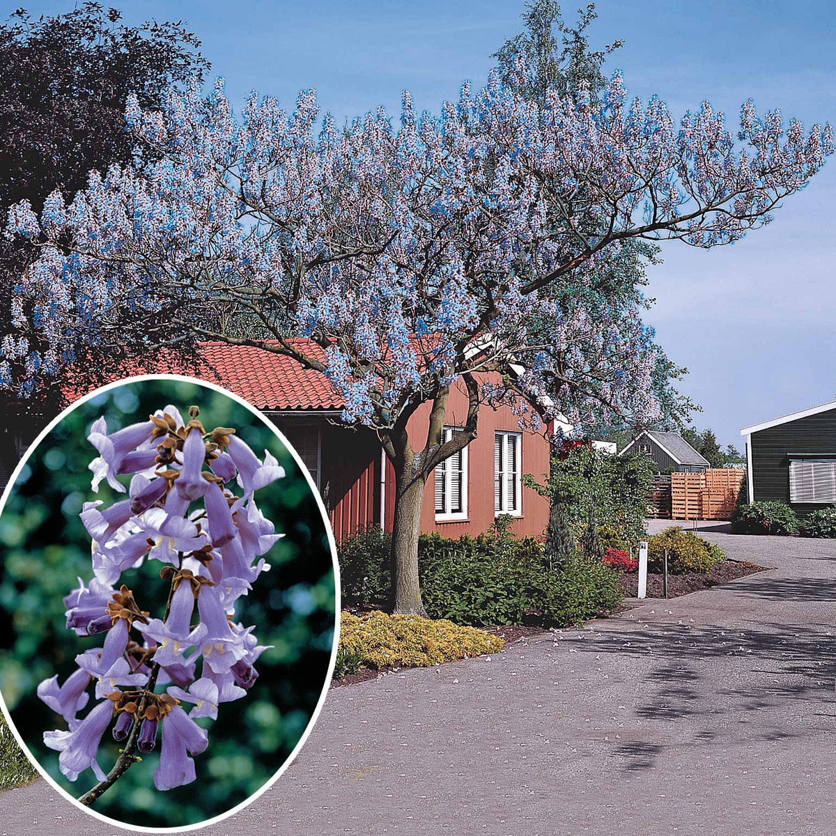 Vente L'Arbre impérial- Paulownia - Paulownia