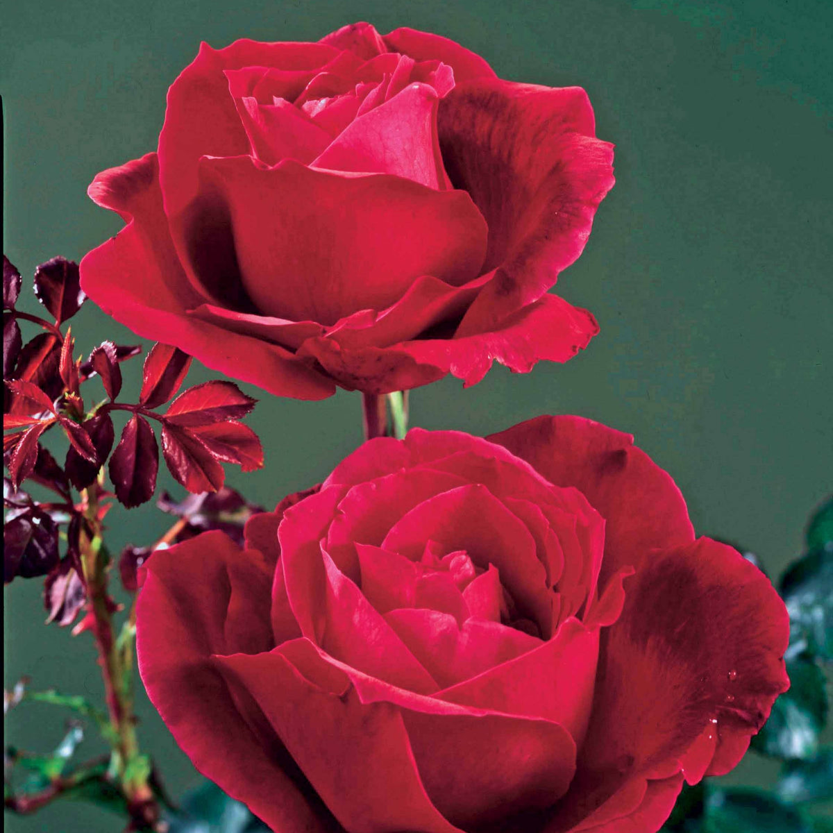 Rosiers parfumés - Rosier buisson Mr Lincoln - Rosa mr lincoln