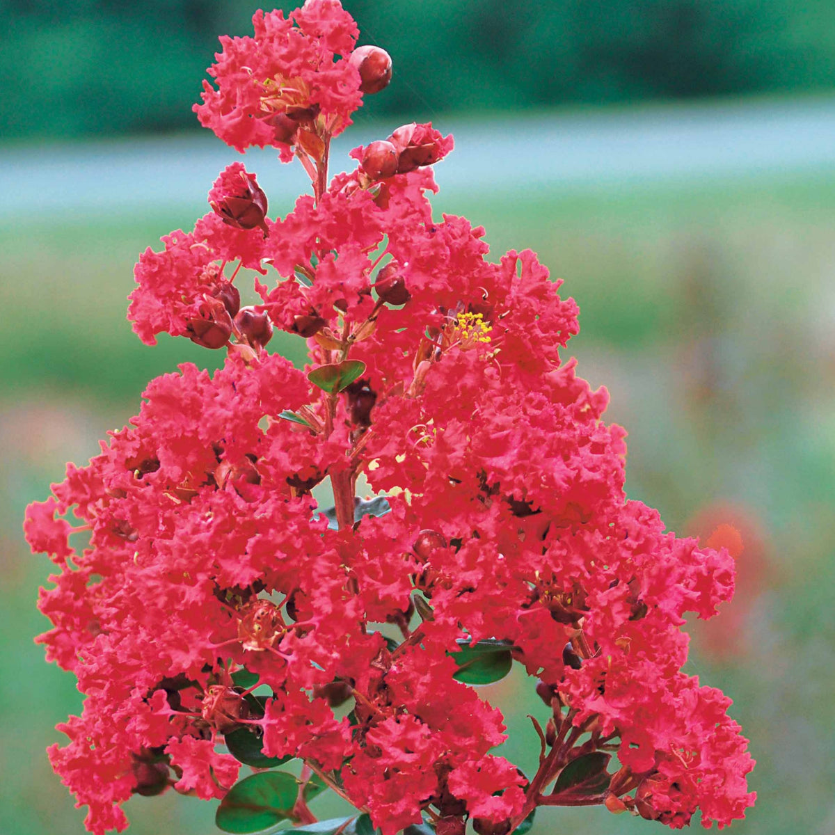 Lagerstroemia indica braise d'été® ‘indybra’ - Lilas des Indes Braise d'été ® Indybra - Lilas des indes