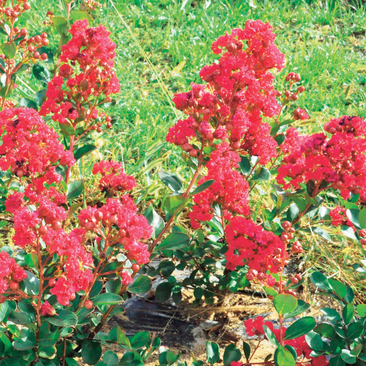 Lilas des indes - Lilas des Indes Braise d'été ® Indybra - Lagerstroemia indica braise d'été® ‘indybra’