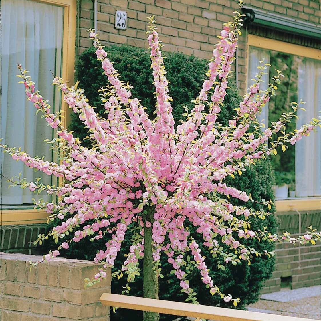 Amandier à fleurs sur tige - Prunus triloba - Bakker