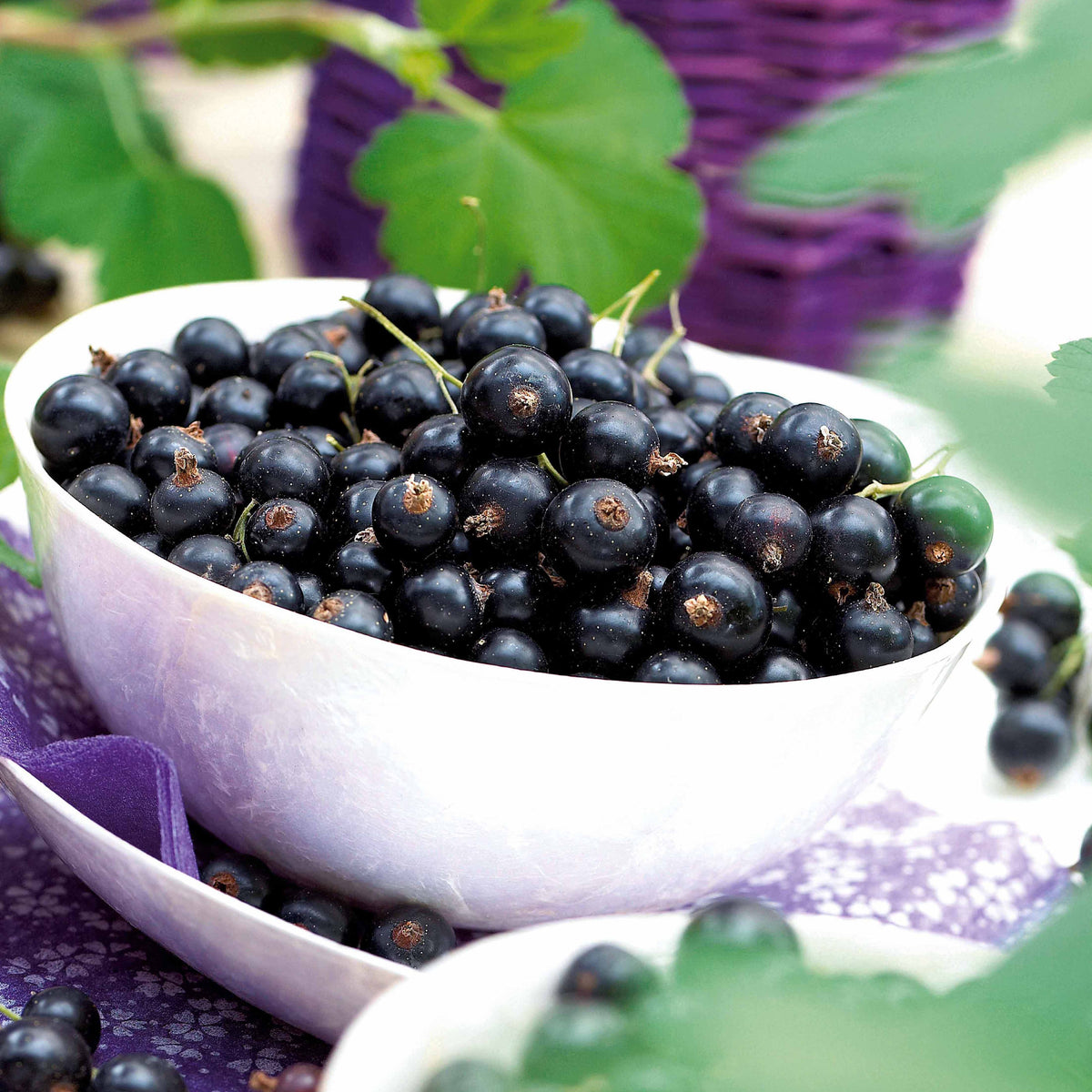 Baies - 2 Cassissiers Neva ® Chereshnevas - Ribes nigrum neva ® chereshnevas