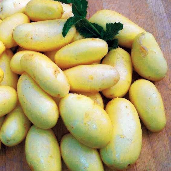 25 Pommes de terre Jazzy - Bakker