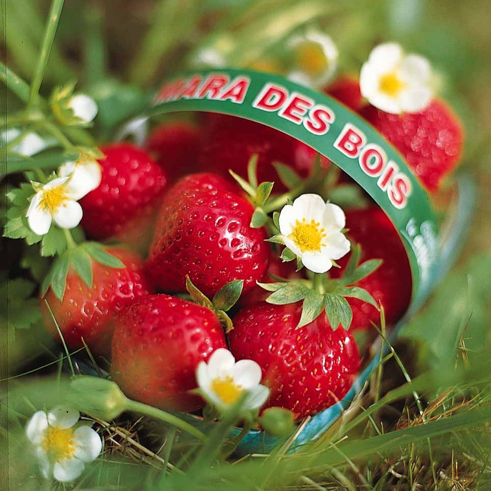 Fraisiers remontants Mara des Bois - Fragaria vesca mara des bois - Bakker