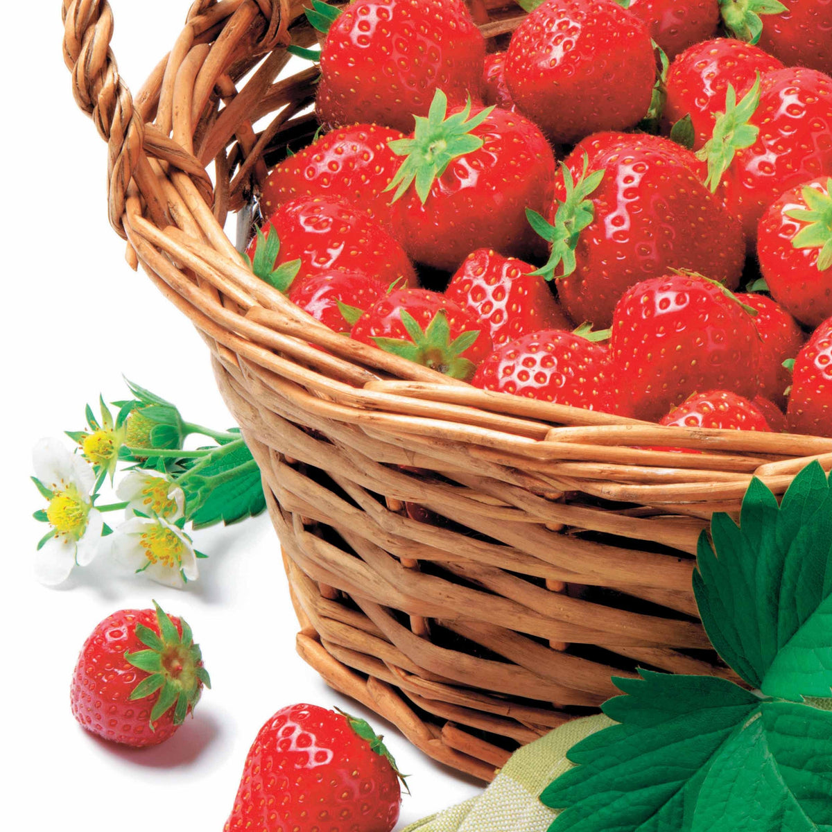 Fraisier Manille ® - Bakker