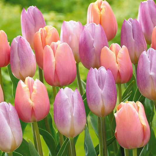 Collection de 20 Tulipes pastel - Bakker