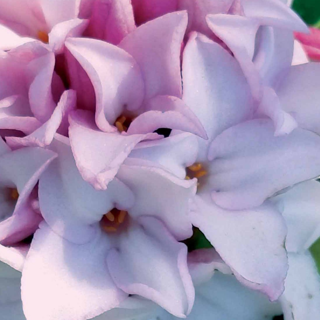 Vente Daphne Perfum Princess - Daphne x odora x bholua perfume princess ®