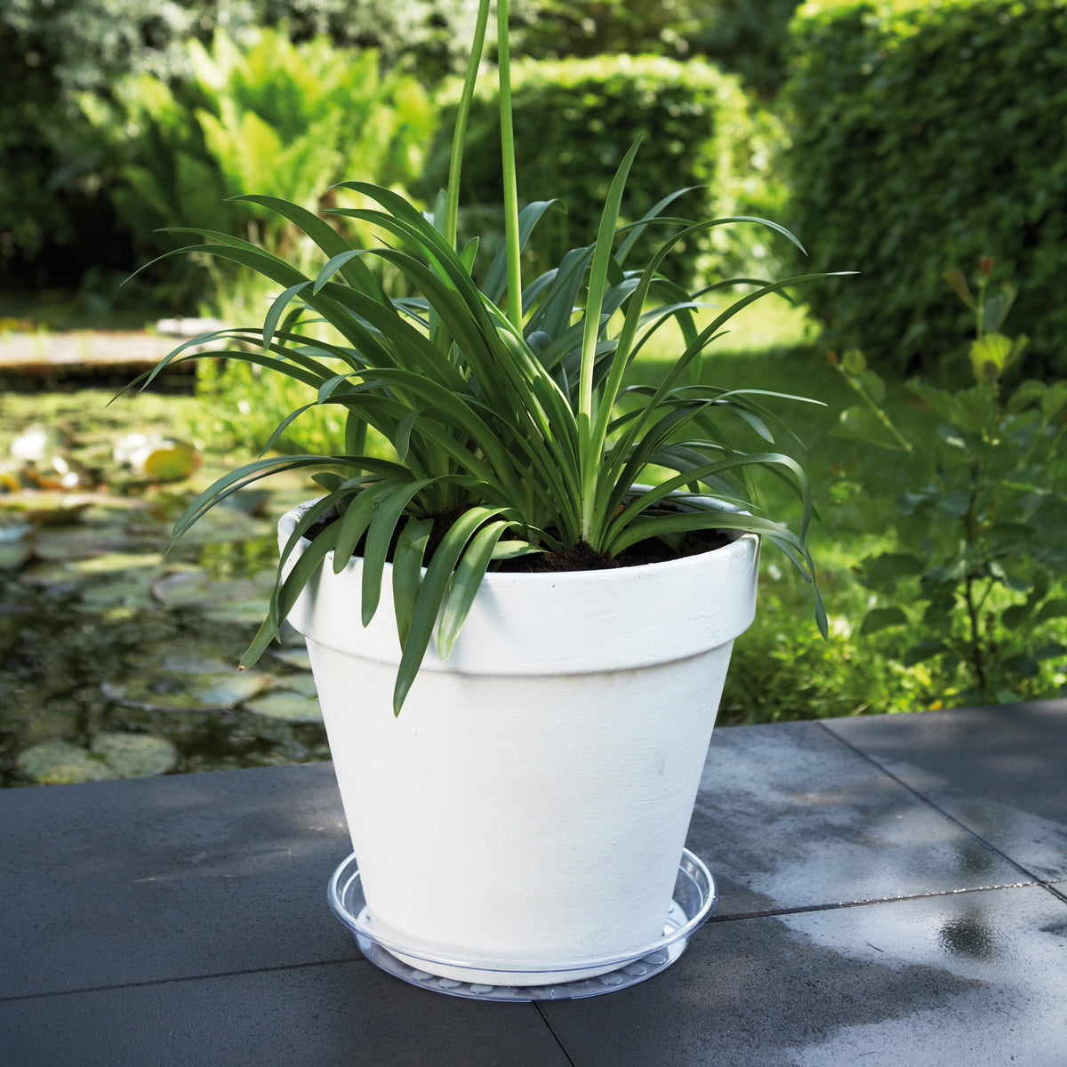 Elho Soucoupe Uni-Saucer transparent - - Bakker