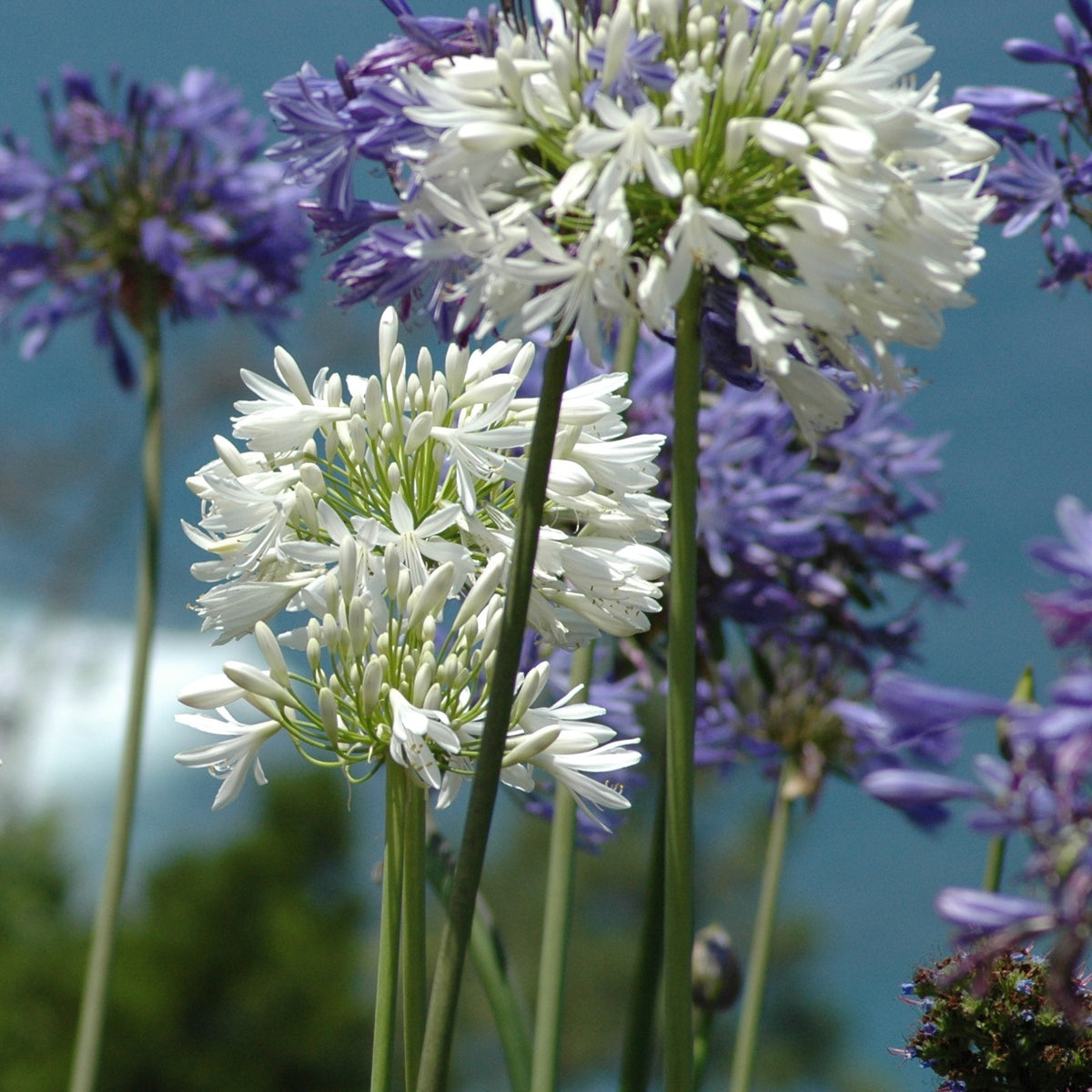 Agapanthes - 2 Agapanthes blanches - Agapanthus Polar Ice