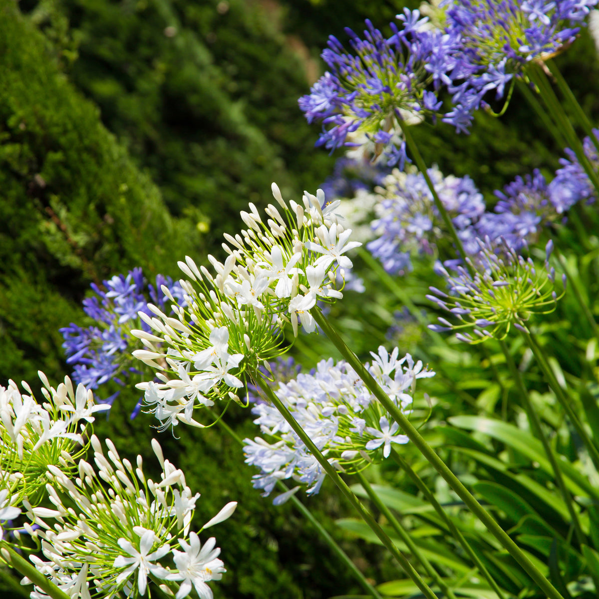 Vente 2 Agapanthes blanches - Agapanthus Polar Ice