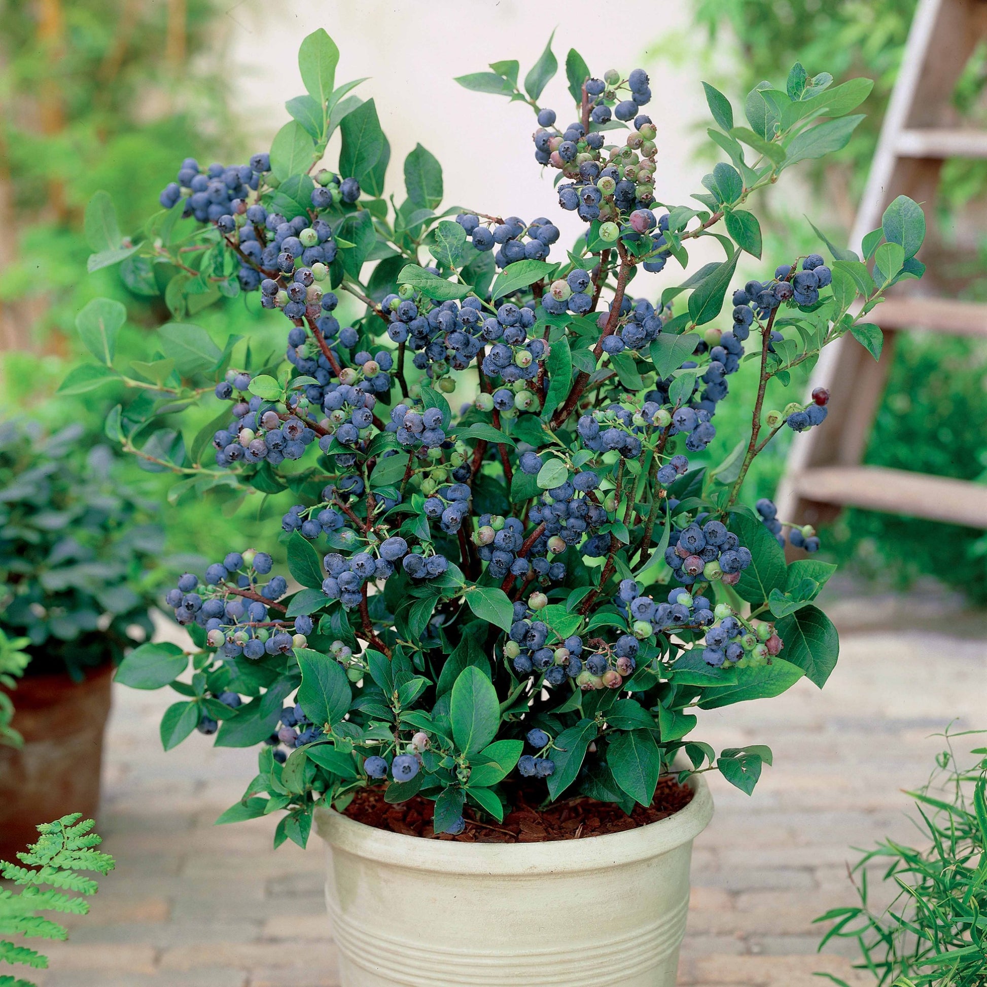 Myrtillier 'Top Hat' - Vaccinium corymbosum top hat - Bakker