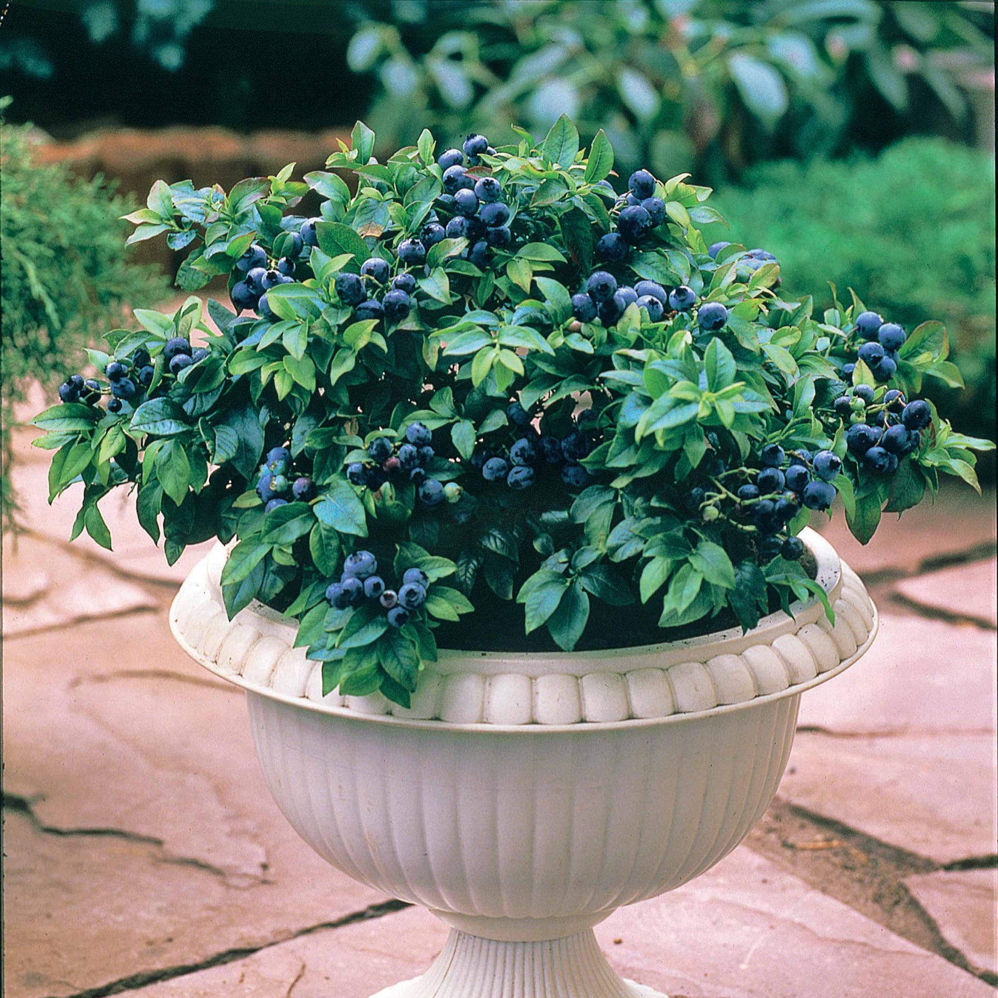 Myrtillier 'Top Hat' - Bakker