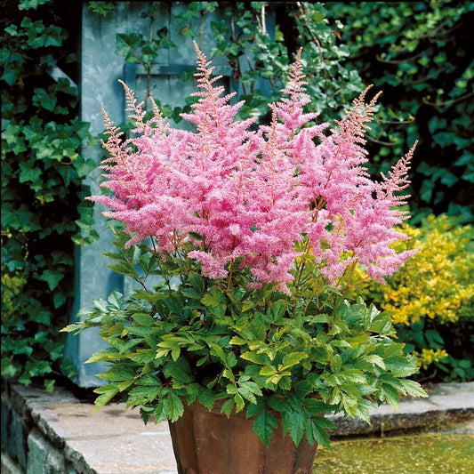 3 Astilbes Nouvelle vague - Bakker