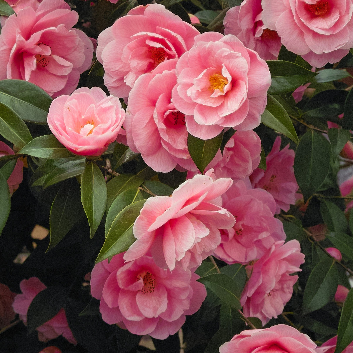 Camellia - Camélia du Japon à fleurs doubles roses - Camellia Mathotiana rosea