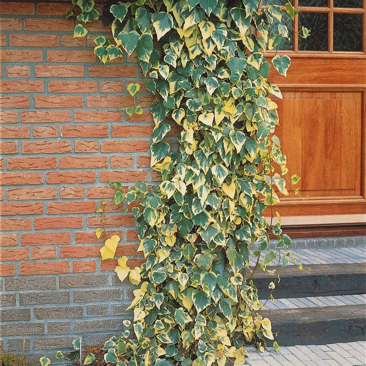 Hedera colchica dentata variegata - Lierre de Colchide panaché - Lierre grimpant - Hedera
