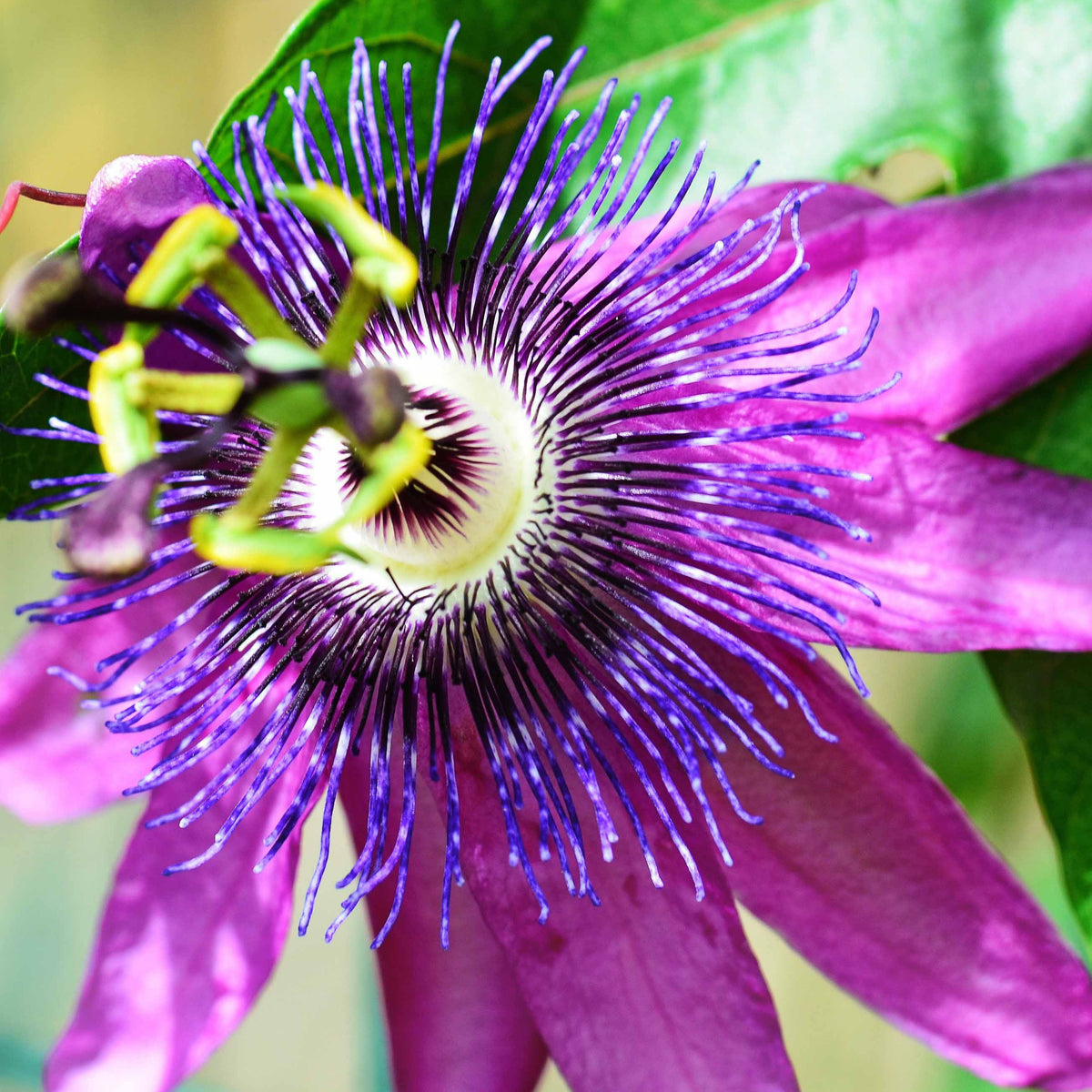 Passiflore Lavender lady - Bakker