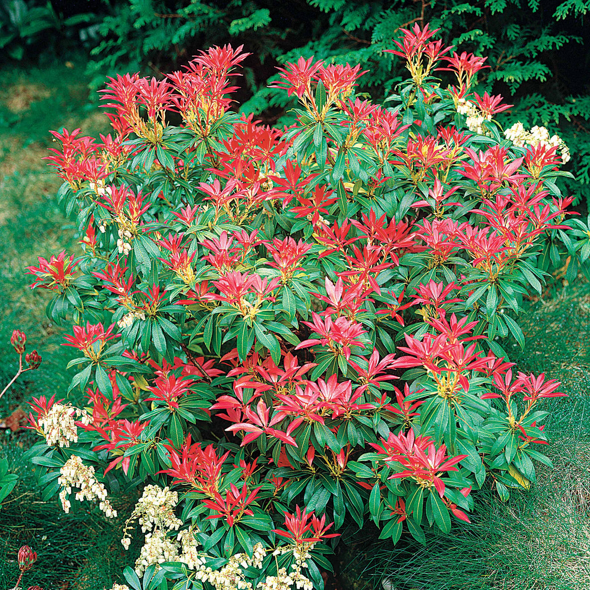 Pieris japonica Forest Flame - Pieris Forest flame - Plantes à feuillage persistant