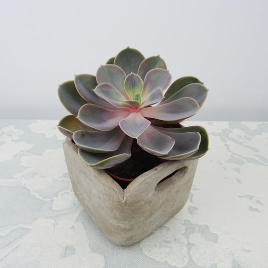 Bakker - Echeveria pearl von Nuernberg - Echeveria pearl von nuernberg - Plantes d'intérieur