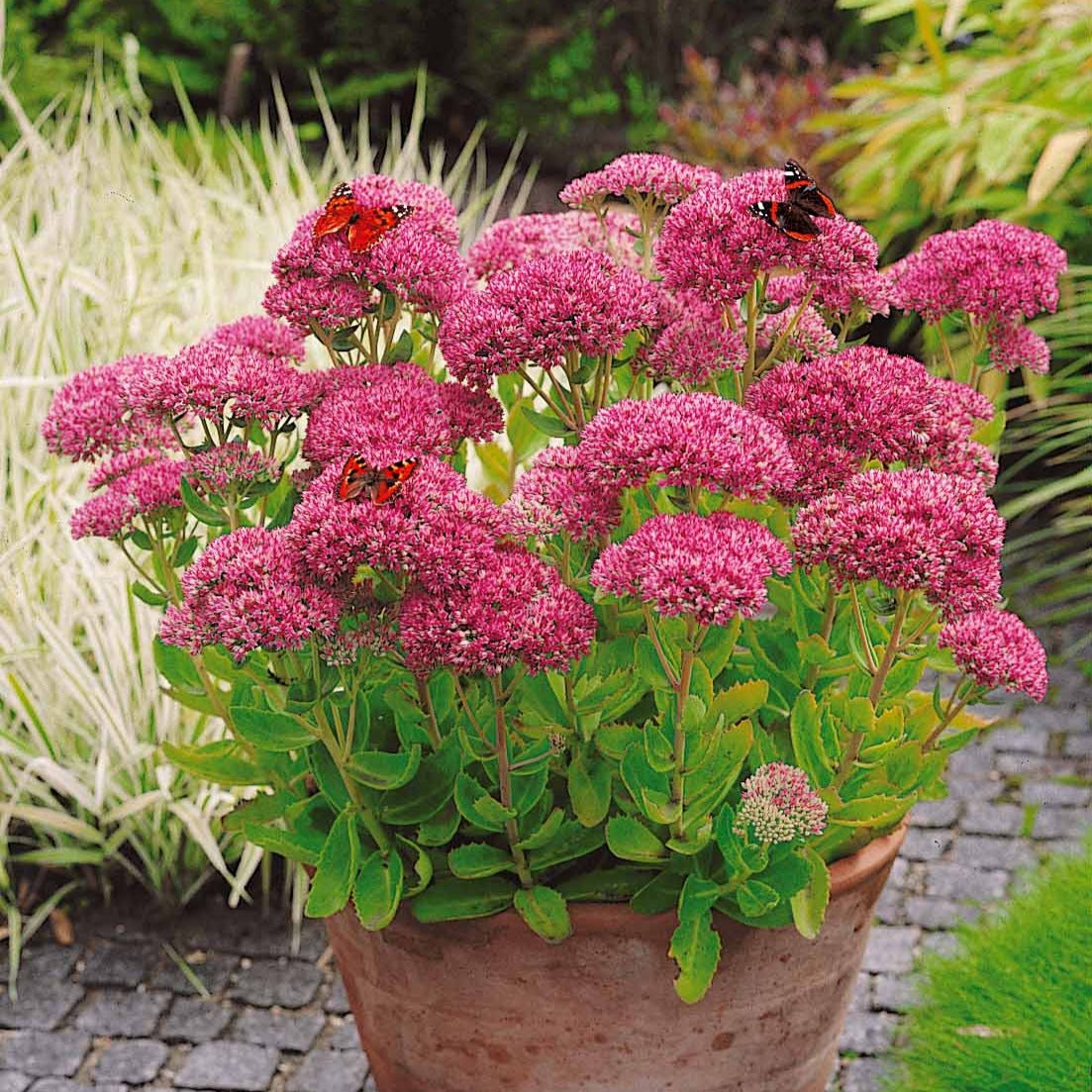Sedum spectabile - Orpin d'automne - Sedum spectabile - Bakker