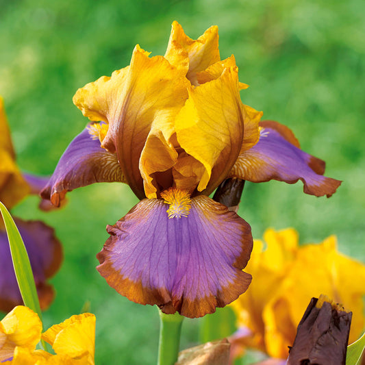 2 Iris de jardin Lasso marron - Bakker
