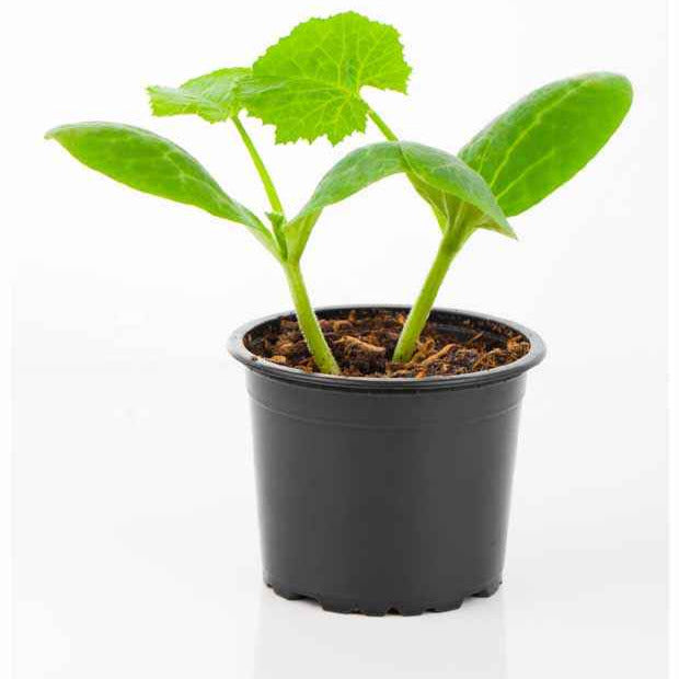 Plant Courgette jaune Sunlight F1 - Cucurbita pepo jaune sunlight f1 - Bakker