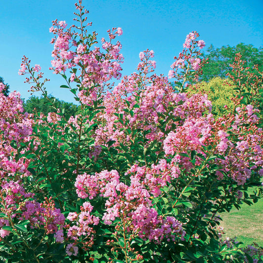Lilas des Indes Petit Pink - Bakker