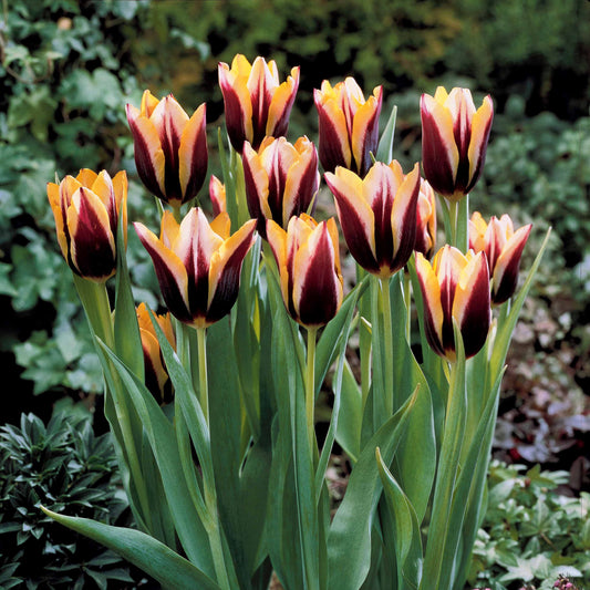 10 Tulipes Gavota - Bakker