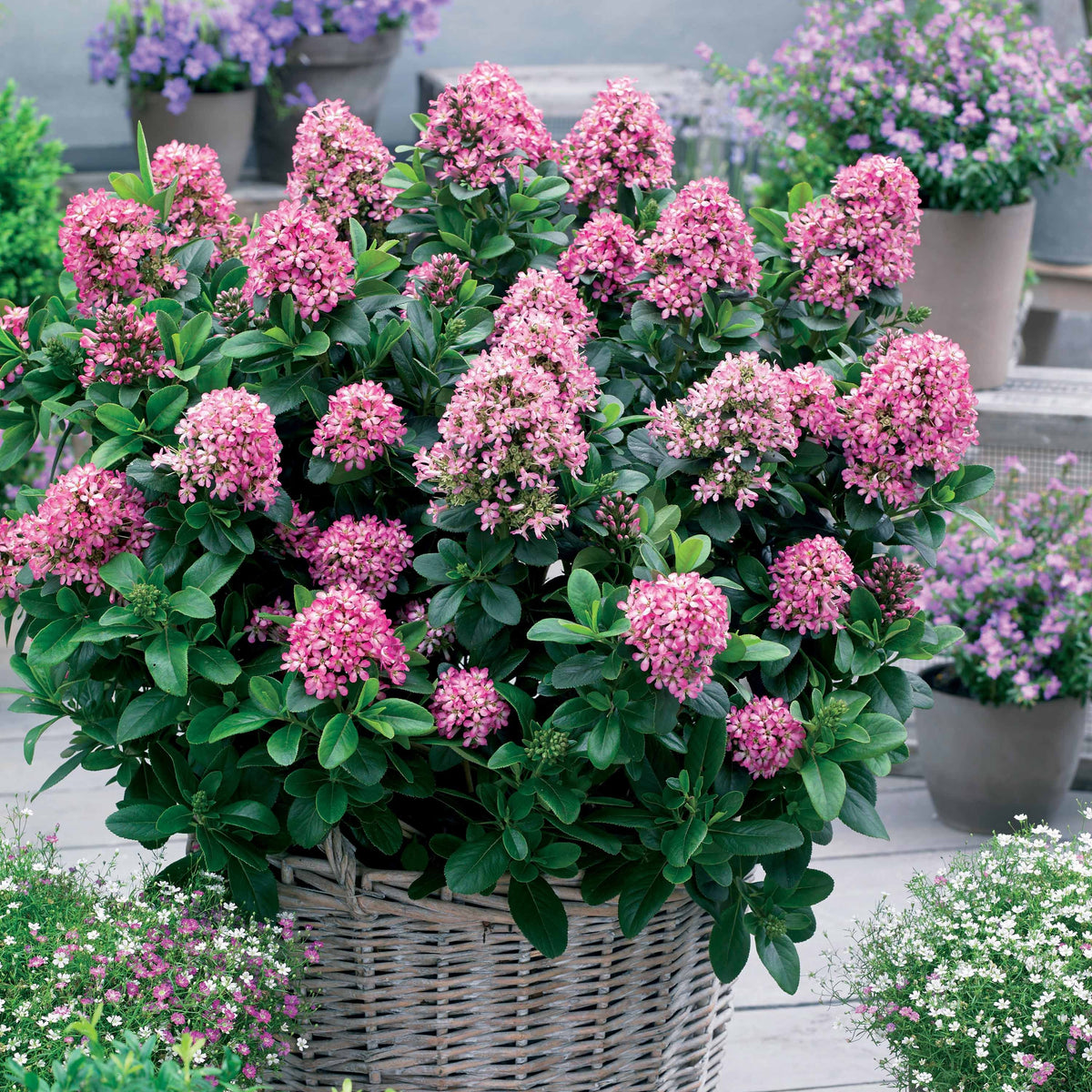 Escallonia Pink Elle - Bakker