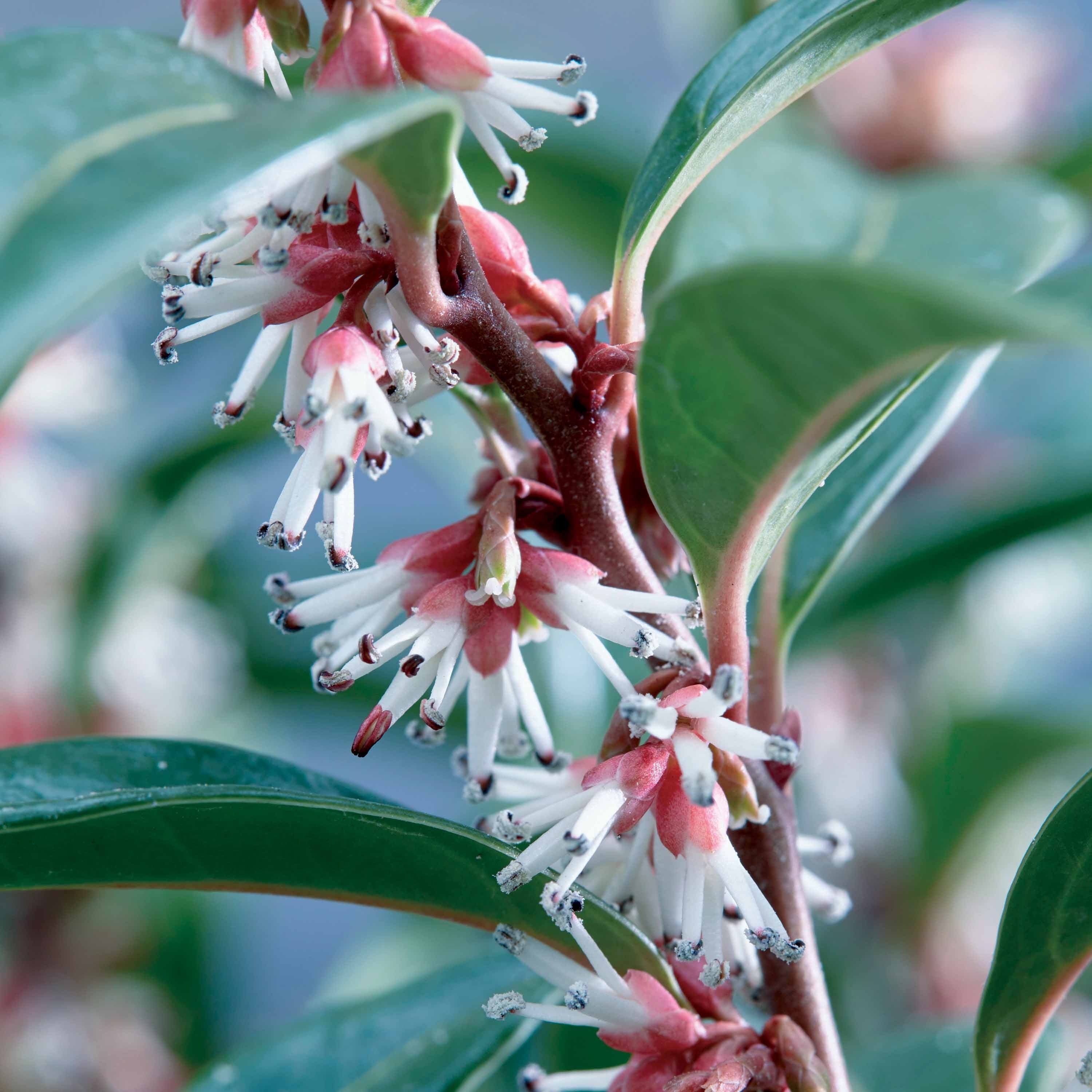 Sarcococca winter store gem