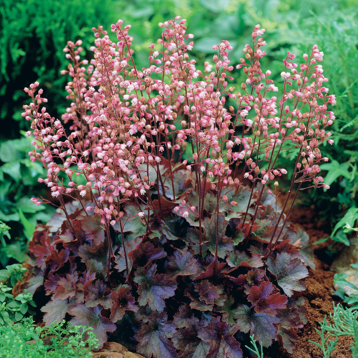 Heuchère Cassis - Bakker