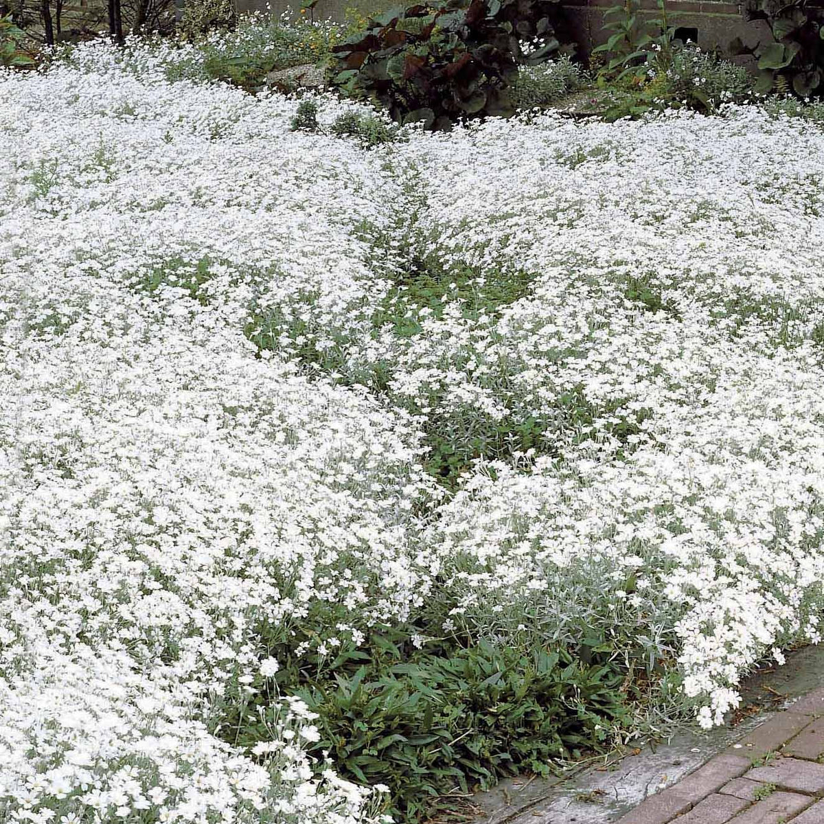 Plantes vivaces - 3 Céraistes - Corbeille d'argent - Cerastium tomentosum