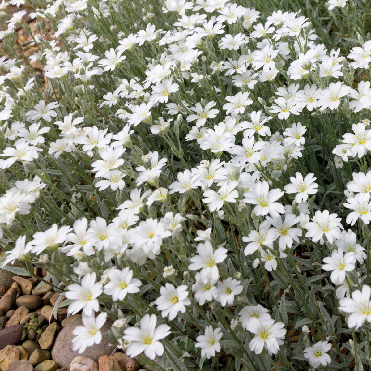 Cerastium tomentosum - 3 Céraistes - Corbeille d'argent - Plantes vivaces
