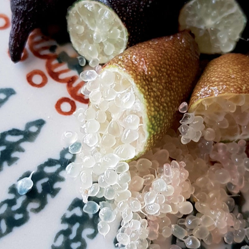 Citrus australasica - Citron caviar - Citronniers
