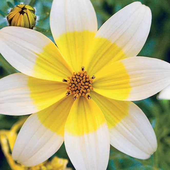 3 Bidens jaunes - Bidens ferulifolia taka tuka - Bakker