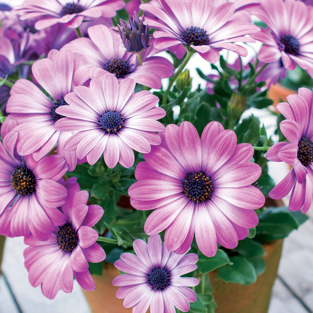 3 Marguerites du Cap Pink flave - Osteospermum margarita pink flave - Bakker