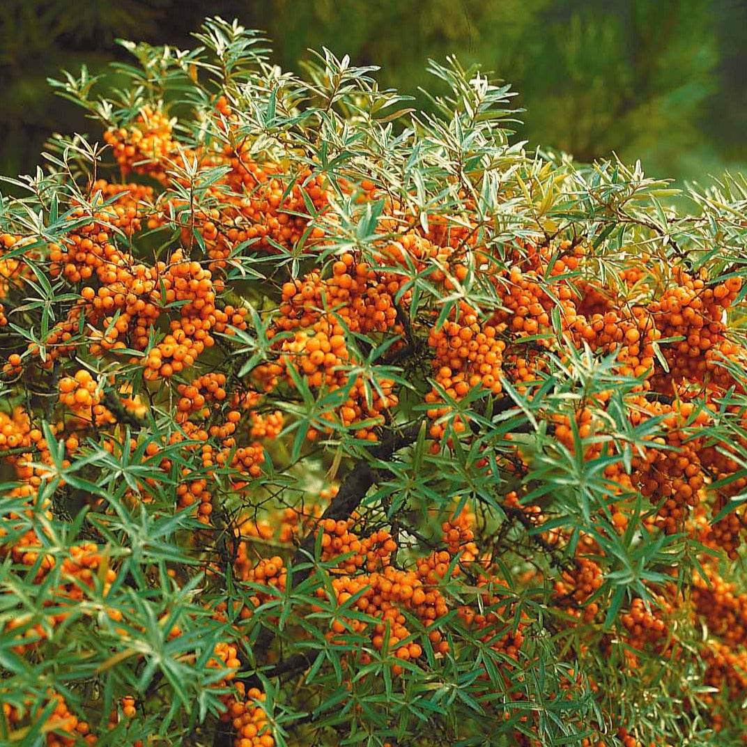 Argousier - Hippophae rhamnoides - Bakker