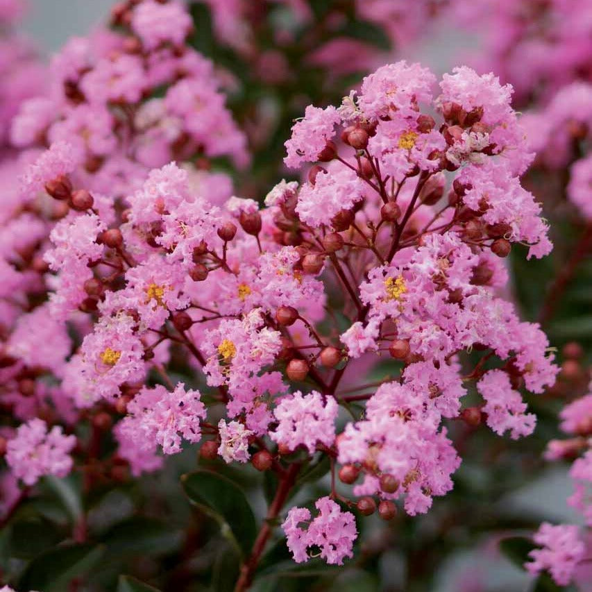 Vente Lilas des indes Eveline - Lagerstroemia indica Eveline