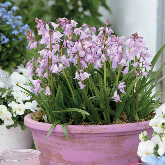 10 Jacinthes des bois - Scilla - Bakker