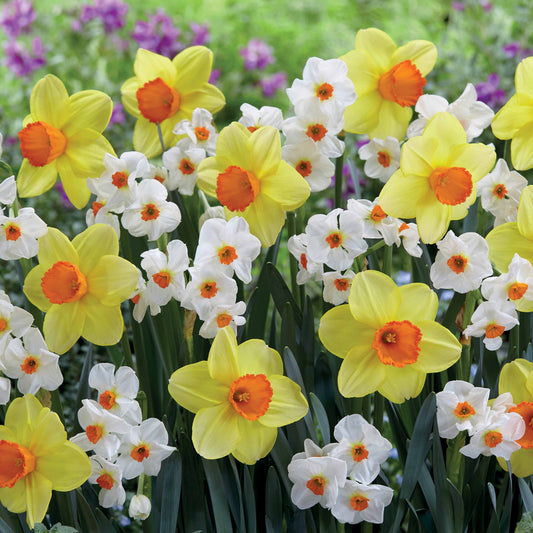 Bakker - Collection de 16 Narcisses Red Devon et Geraniums - Narcissus (red devon + geranium) - Bulbes à fleurs