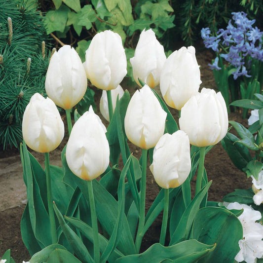 5 Tulipes longues tiges blanches - Bakker