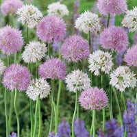 Bakker - 10 Alliums Rosy Dream - Allium carolinianum rosy dream - Bulbes à fleurs